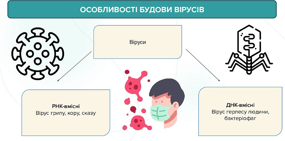 Будова вірусів