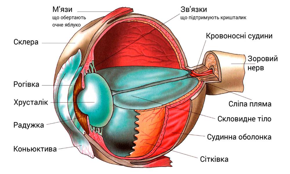 Строение глаза