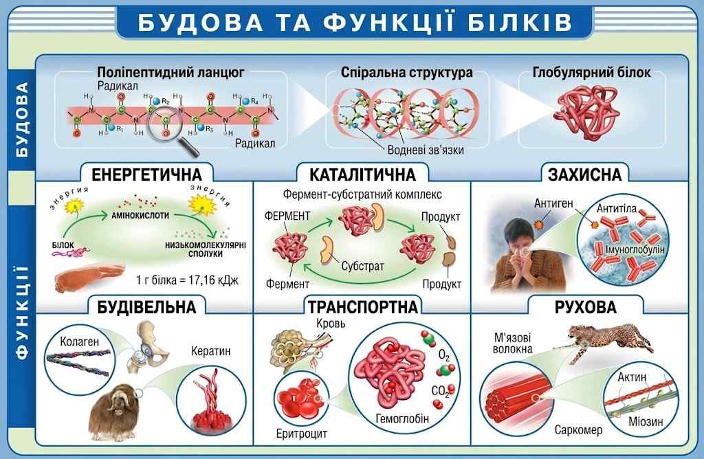 Будова та склад білків